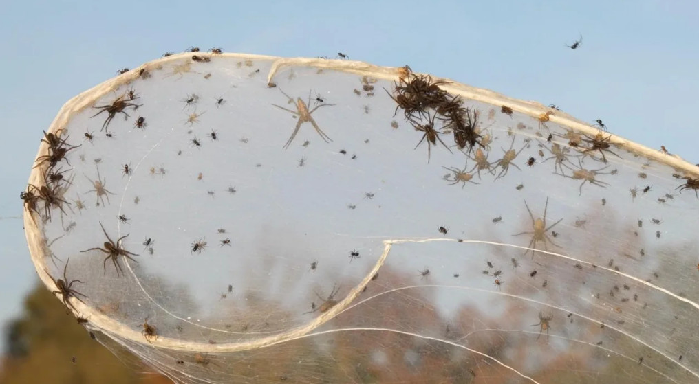 Les fourmis pourraient être utiles pour chasser les araignées de