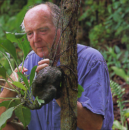 Hallé.jpg (108604 octets)