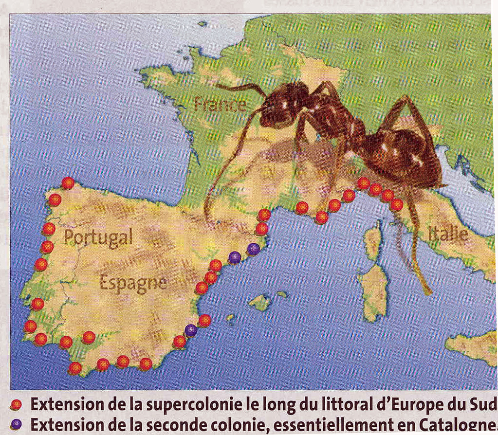 Quelles sont les espèces de fourmis courantes en France ? - SOLUTY