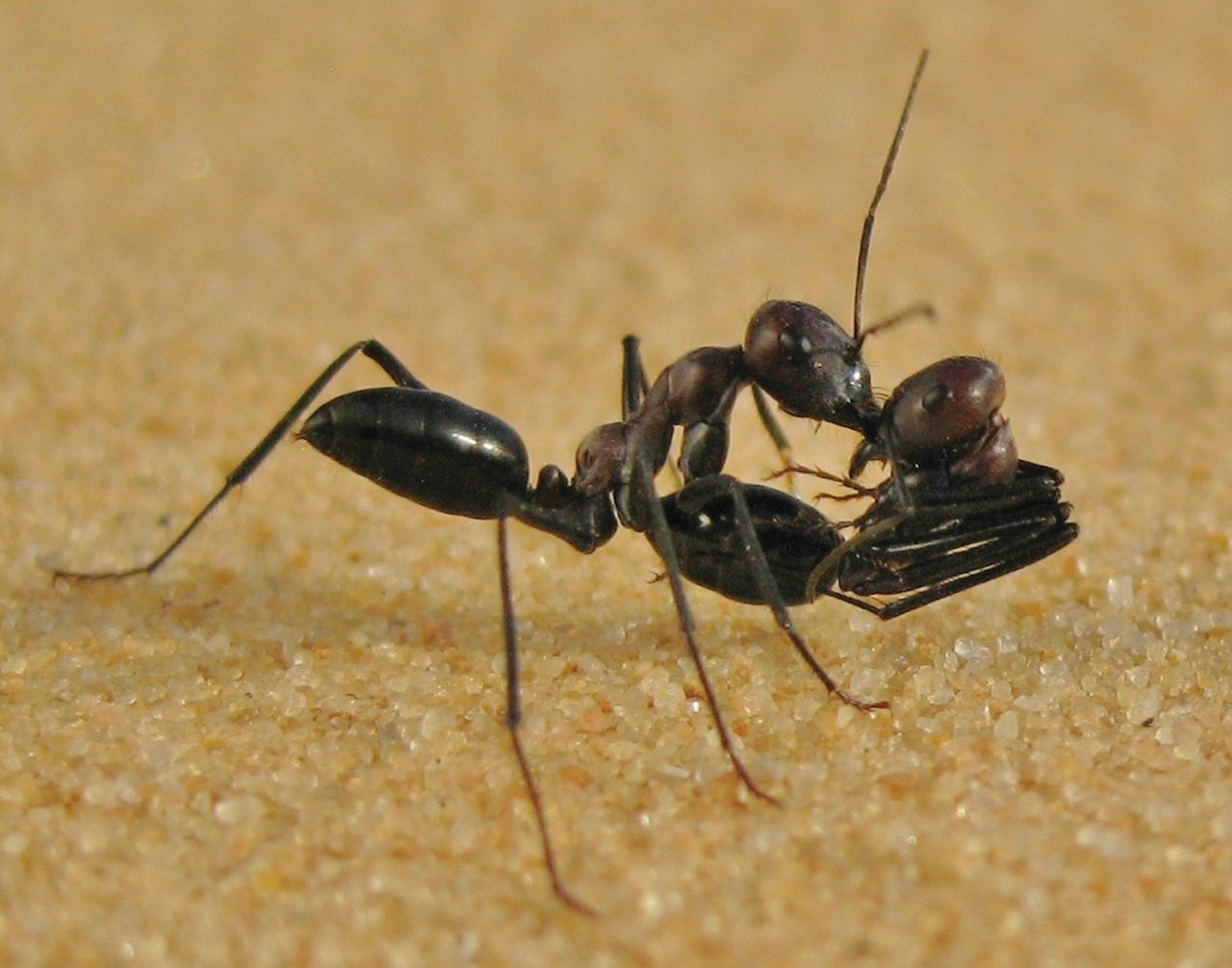 GPS chez les fourmis Cataglyphis