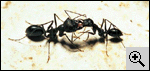 Cata niger troph.gif (8577 octets)